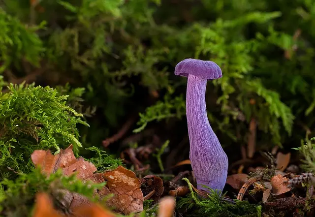 purplepaintfunnel-mushroom-laccariaamethystea-2608051785885789..webp